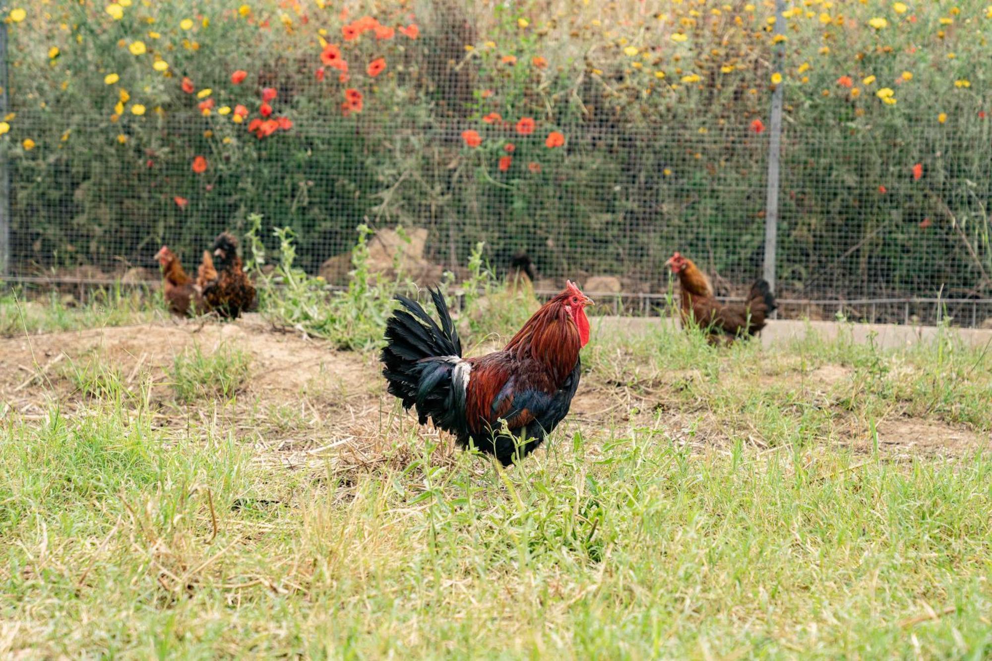 Judeka Agriresort Кальтаджіроне Екстер'єр фото